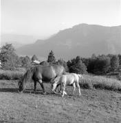 cavallo (Positivo) di Foto Elisabeth Fuchs-Hauffen, Überlingen/Bodensee,Fuchs-Hauffen, Elisabeth (1968/06/01 - 1968/06/63)