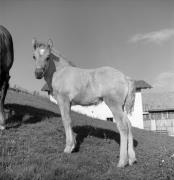 cavallo (Positivo) di Foto Elisabeth Fuchs-Hauffen, Überlingen/Bodensee,Fuchs-Hauffen, Elisabeth (1968/06/01 - 1968/06/63)