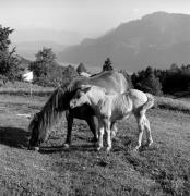 cavallo (Positivo) di Foto Elisabeth Fuchs-Hauffen, Überlingen/Bodensee,Fuchs-Hauffen, Elisabeth (1968/06/01 - 1968/06/63)