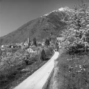 Obstbaum/Obst (Positivo) di Foto Elisabeth Fuchs-Hauffen, Überlingen/Bodensee,Fuchs-Hauffen, Elisabeth (1968/04/01 - 1968/04/43)