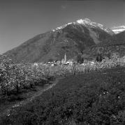 Obstbaum/Obst (Positivo) di Foto Elisabeth Fuchs-Hauffen, Überlingen/Bodensee,Fuchs-Hauffen, Elisabeth (1968/04/01 - 1968/04/43)