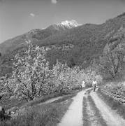 Obstbaum/Obst (Positivo) di Foto Elisabeth Fuchs-Hauffen, Überlingen/Bodensee,Fuchs-Hauffen, Elisabeth (1968/04/01 - 1968/04/43)