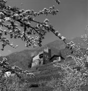 Obstbaum/Obst (Positivo) di Foto Elisabeth Fuchs-Hauffen, Überlingen/Bodensee,Fuchs-Hauffen, Elisabeth (1968/05/01 - 1968/05/31)