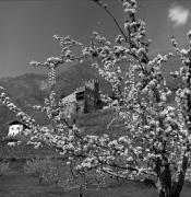 Obstbaum/Obst (Positivo) di Foto Elisabeth Fuchs-Hauffen, Überlingen/Bodensee,Fuchs-Hauffen, Elisabeth (1968/05/01 - 1968/05/31)