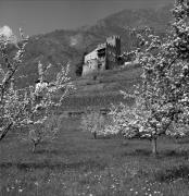 Obstbaum/Obst (Positivo) di Foto Elisabeth Fuchs-Hauffen, Überlingen/Bodensee,Fuchs-Hauffen, Elisabeth (1968/05/01 - 1968/05/31)