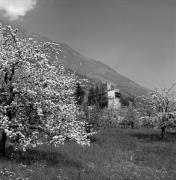 Obstbaum/Obst (Positivo) di Foto Elisabeth Fuchs-Hauffen, Überlingen/Bodensee,Fuchs-Hauffen, Elisabeth (1968/05/01 - 1968/05/31)