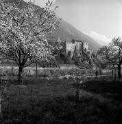 Obstbaum/Obst (Positivo) di Foto Elisabeth Fuchs-Hauffen, Überlingen/Bodensee,Fuchs-Hauffen, Elisabeth (1968/05/01 - 1968/05/31)