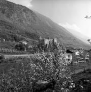 Obstbaum/Obst (Positivo) di Foto Elisabeth Fuchs-Hauffen, Überlingen/Bodensee,Fuchs-Hauffen, Elisabeth (1968/05/01 - 1968/05/31)