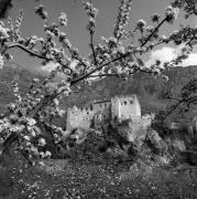 Obstbaum/Obst (Positivo) di Foto Elisabeth Fuchs-Hauffen, Überlingen/Bodensee,Fuchs-Hauffen, Elisabeth (1968/05/01 - 1968/05/31)