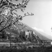 Obstbaum/Obst (Positivo) di Foto Elisabeth Fuchs-Hauffen, Überlingen/Bodensee,Fuchs-Hauffen, Elisabeth (1968/05/01 - 1968/05/31)