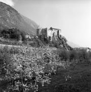 Obstbaum/Obst (Positivo) di Foto Elisabeth Fuchs-Hauffen, Überlingen/Bodensee,Fuchs-Hauffen, Elisabeth (1968/05/01 - 1968/05/31)