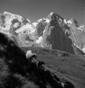 pecora(e) (Positivo) di Foto Elisabeth Fuchs-Hauffen, Überlingen/Bodensee,Fuchs-Hauffen, Elisabeth (1966/07/01 - 1966/07/31)