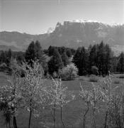 prato (Positivo) di Foto Elisabeth Fuchs-Hauffen, Überlingen/Bodensee,Fuchs-Hauffen, Elisabeth (1968/06/01 - 1968/06/63)