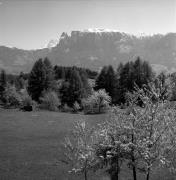 prato (Positivo) di Foto Elisabeth Fuchs-Hauffen, Überlingen/Bodensee,Fuchs-Hauffen, Elisabeth (1968/06/01 - 1968/06/63)