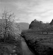 frutteto (Positivo) di Foto Elisabeth Fuchs-Hauffen, Überlingen/Bodensee,Fuchs-Hauffen, Elisabeth (1968/04/01 - 1968/04/43)