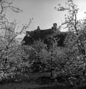 frutteto (Positivo) di Foto Elisabeth Fuchs-Hauffen, Überlingen/Bodensee,Fuchs-Hauffen, Elisabeth (1968/04/01 - 1968/04/43)