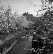 frutteto (Positivo) di Foto Elisabeth Fuchs-Hauffen, Überlingen/Bodensee,Fuchs-Hauffen, Elisabeth (1968/04/01 - 1968/04/43)