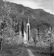 frutteto (Positivo) di Foto Elisabeth Fuchs-Hauffen, Überlingen/Bodensee,Fuchs-Hauffen, Elisabeth (1968/04/01 - 1968/04/43)