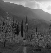 frutteto (Positivo) di Foto Elisabeth Fuchs-Hauffen, Überlingen/Bodensee,Fuchs-Hauffen, Elisabeth (1968/04/01 - 1968/04/43)