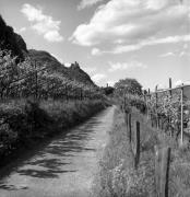 vigneto (Positivo) di Foto Elisabeth Fuchs-Hauffen, Überlingen/Bodensee,Fuchs-Hauffen, Elisabeth (1968/06/01 - 1968/06/63)