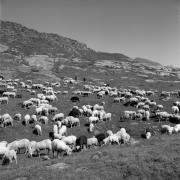 pecore al pascolo (Positivo) di Foto Elisabeth Fuchs-Hauffen, Überlingen/Bodensee,Fuchs-Hauffen, Elisabeth (1968/07/01 - 1968/07/73)