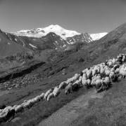 pecore al pascolo (Positivo) di Foto Elisabeth Fuchs-Hauffen, Überlingen/Bodensee,Fuchs-Hauffen, Elisabeth (1968/07/01 - 1968/07/73)