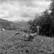 Baumwurzel (Positivo) di Foto Elisabeth Fuchs-Hauffen, Überlingen/Bodensee,Fuchs-Hauffen, Elisabeth (1968/07/01 - 1968/07/73)