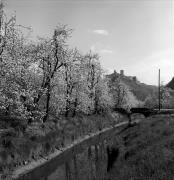 Obstbaum/Obst (Positivo) di Foto Elisabeth Fuchs-Hauffen, Überlingen/Bodensee,Fuchs-Hauffen, Elisabeth (1968/04/01 - 1968/04/43)