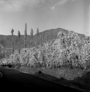 Obstbaum/Obst (Positivo) di Foto Elisabeth Fuchs-Hauffen, Überlingen/Bodensee,Fuchs-Hauffen, Elisabeth (1968/04/01 - 1968/04/43)