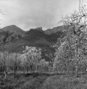 Obstbaum/Obst (Positivo) di Foto Elisabeth Fuchs-Hauffen, Überlingen/Bodensee,Fuchs-Hauffen, Elisabeth (1968/04/01 - 1968/04/43)