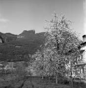 Obstbaum/Obst (Positivo) di Foto Elisabeth Fuchs-Hauffen, Überlingen/Bodensee,Fuchs-Hauffen, Elisabeth (1968/04/01 - 1968/04/43)