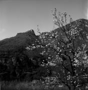 Obstbaum/Obst (Positivo) di Foto Elisabeth Fuchs-Hauffen, Überlingen/Bodensee,Fuchs-Hauffen, Elisabeth (1968/04/01 - 1968/04/43)