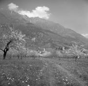 Obstbaum (Positivo) di Foto Elisabeth Fuchs-Hauffen, Überlingen/Bodensee,Fuchs-Hauffen, Elisabeth (1968/06/01 - 1968/06/63)