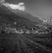 Obstbaum (Positivo) di Foto Elisabeth Fuchs-Hauffen, Überlingen/Bodensee,Fuchs-Hauffen, Elisabeth (1968/06/01 - 1968/06/63)