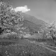 Obstbaum (Positivo) di Foto Elisabeth Fuchs-Hauffen, Überlingen/Bodensee,Fuchs-Hauffen, Elisabeth (1968/06/01 - 1968/06/63)