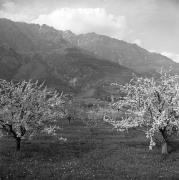 Obstbaum (Positivo) di Foto Elisabeth Fuchs-Hauffen, Überlingen/Bodensee,Fuchs-Hauffen, Elisabeth (1968/06/01 - 1968/06/63)