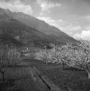 Obstbaum (Positivo) di Foto Elisabeth Fuchs-Hauffen, Überlingen/Bodensee,Fuchs-Hauffen, Elisabeth (1968/06/01 - 1968/06/63)