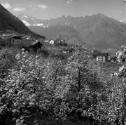 Obstbaum (Positivo) di Foto Elisabeth Fuchs-Hauffen, Überlingen/Bodensee,Fuchs-Hauffen, Elisabeth (1968/05/01 - 1968/05/31)