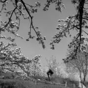 frutteto (Positivo) di Foto Elisabeth Fuchs-Hauffen, Überlingen/Bodensee,Fuchs-Hauffen, Elisabeth (1968/04/01 - 1968/04/43)