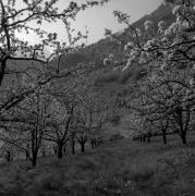 frutteto (Positivo) di Foto Elisabeth Fuchs-Hauffen, Überlingen/Bodensee,Fuchs-Hauffen, Elisabeth (1968/04/01 - 1968/04/43)