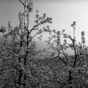 frutteto (Positivo) di Foto Elisabeth Fuchs-Hauffen, Überlingen/Bodensee,Fuchs-Hauffen, Elisabeth (1968/04/01 - 1968/04/43)