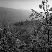 frutteto (Positivo) di Foto Elisabeth Fuchs-Hauffen, Überlingen/Bodensee,Fuchs-Hauffen, Elisabeth (1968/04/01 - 1968/04/43)