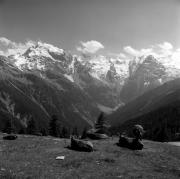 mucca/bovino (Positivo) di Foto Elisabeth Fuchs-Hauffen, Überlingen/Bodensee,Fuchs-Hauffen, Elisabeth (1968/07/01 - 1968/07/31)