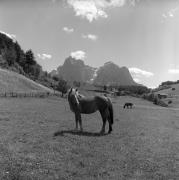 cavallo (Positivo) di Foto Elisabeth Fuchs-Hauffen, Überlingen/Bodensee,Fuchs-Hauffen, Elisabeth (1968/05/01 - 1968/05/31)