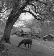 Bauernhof Kastelruth (Positivo) di Foto Elisabeth Fuchs-Hauffen, Überlingen/Bodensee,Fuchs-Hauffen, Elisabeth (1966/05/01 - 1966/05/31)