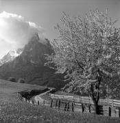 Obstbaum/Obst (Positivo) di Foto Elisabeth Fuchs-Hauffen, Überlingen/Bodensee,Fuchs-Hauffen, Elisabeth (1966/05/01 - 1966/05/31)