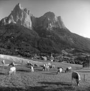 mucca/bovino (Positivo) di Foto Elisabeth Fuchs-Hauffen, Überlingen/Bodensee,Fuchs-Hauffen, Elisabeth (1966/09/01 - 1966/09/93)