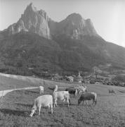 mucca/bovino (Positivo) di Foto Elisabeth Fuchs-Hauffen, Überlingen/Bodensee,Fuchs-Hauffen, Elisabeth (1966/09/01 - 1966/09/93)