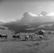 Almabtrieb: Kühe/Rinder (Positivo) di Foto Elisabeth Fuchs-Hauffen, Überlingen/Bodensee,Fuchs-Hauffen, Elisabeth (1966/09/01 - 1966/09/93)