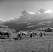 Almabtrieb: Kühe/Rinder (Positivo) di Foto Elisabeth Fuchs-Hauffen, Überlingen/Bodensee,Fuchs-Hauffen, Elisabeth (1966/09/01 - 1966/09/93)